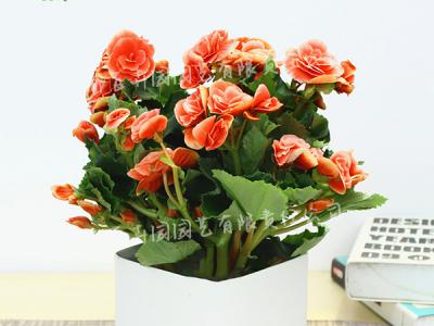  成都花卉租赁-小型盆栽花卉