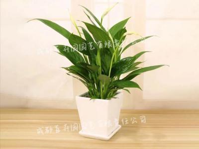  成都花卉租赁-小型盆栽白掌花