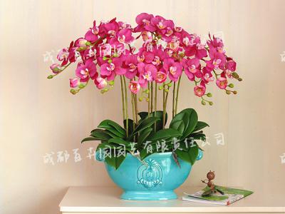 成都办公室租花(蝴蝶兰) 