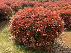 庭院花园花境植物-红叶石楠球