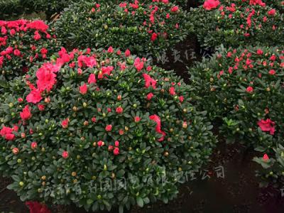 庭院花园绿化植物-杜鹃花球