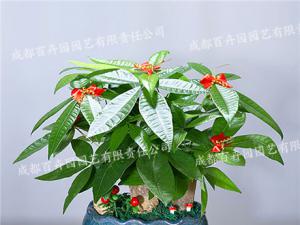  成都绿植租摆-小型盆栽绿植盆景发财树