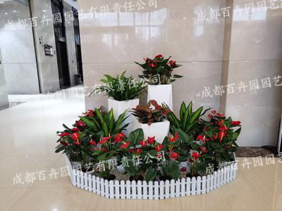成都写字楼花卉绿植租摆组盆造景