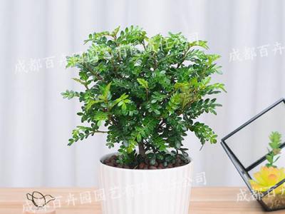  成都绿植租赁-小型盆栽绿植清香木