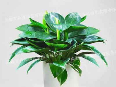 成都植物租赁品种金钻