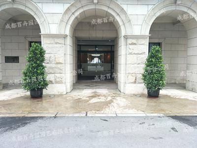  阳光保险集团成都办公室绿植租摆案例效果图