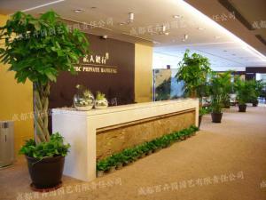  银行植物租赁方案