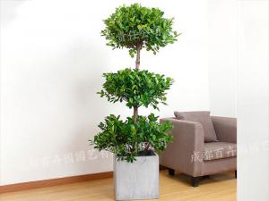  成都植物租摆-大型盆栽植物金钱榕树