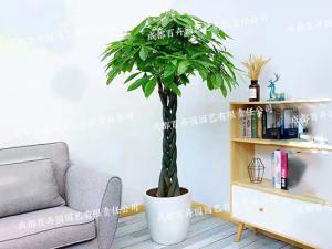  成都植物租赁-大型盆栽植物发财树