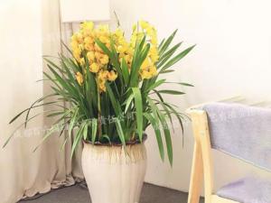 室内花卉租赁(大花蕙兰)