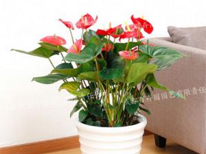 成都盆栽花卉租摆(红掌)