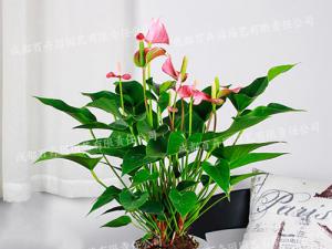 水培花卉出租(粉掌) 