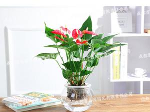 水培花卉租赁(水培红掌) 