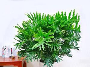  成都植物租赁-大型盆栽植物春羽