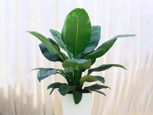  成都植物租赁-大型盆栽植物绿巨人