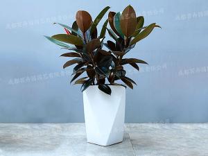  成都植物租摆-大型盆栽植物橡皮树