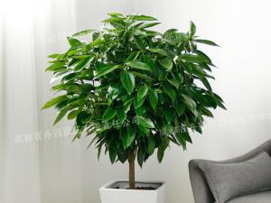  成都植物租赁-大型盆栽植物平安树