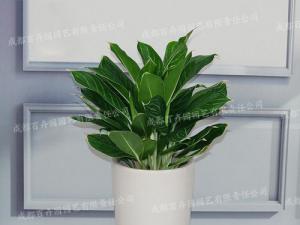  成都植物租摆-大型盆栽植物白雪公主