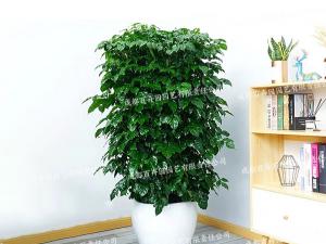  成都植物租赁-大型盆栽植物绿宝