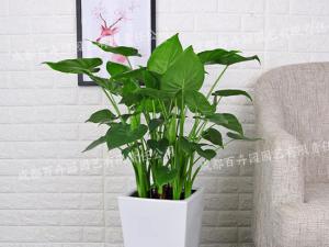  成都植物租摆-大型盆栽植物千手观音