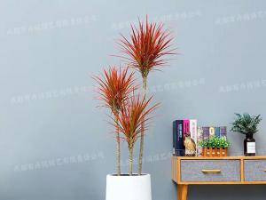  成都植物租摆-大型盆栽植物千年木