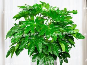 成都办公室花卉租摆(八角金盘) 