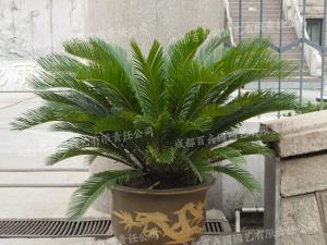 成都盆景植物租赁(铁树) 