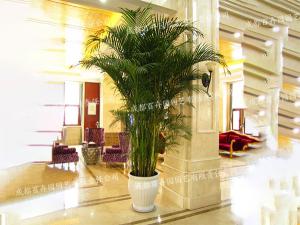 成都办公室花卉绿植租摆(散尾葵) 