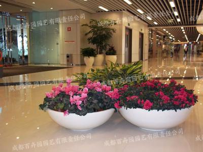商场组盆绿植花卉租赁