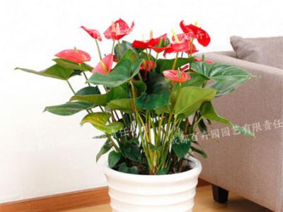 成都盆栽花卉租摆(红掌)