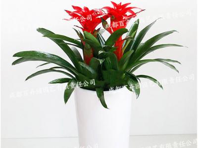 成都室内租花卉(鸿运当头) 