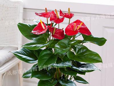 成都室内租花(红掌) 