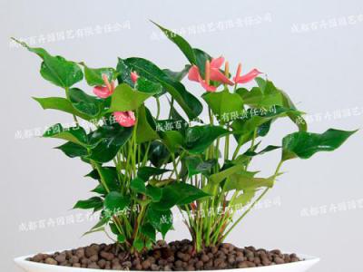 成都租花(粉掌) 