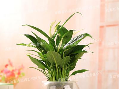水培花卉租摆(白掌) 