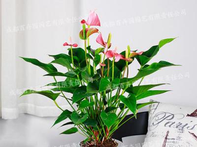 水培花卉出租(粉掌) 