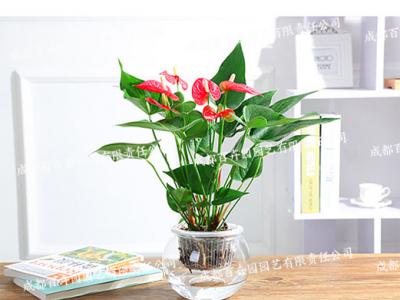 水培花卉租赁(水培红掌) 