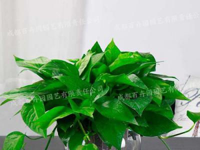 水培绿植租摆(吊绿萝) 