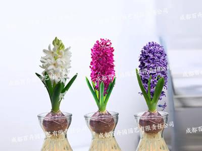 水培绿植租赁(风信子) 