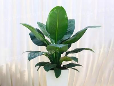  成都植物租赁-大型盆栽植物绿巨人