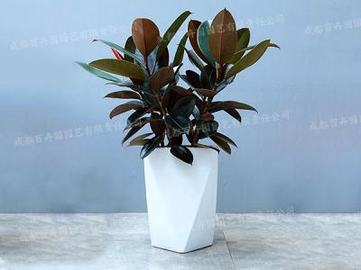  成都植物租摆-大型盆栽植物橡皮树