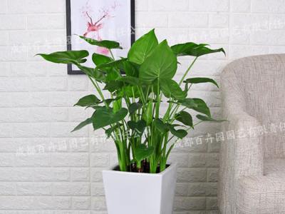  成都植物租摆-大型盆栽植物千手观音