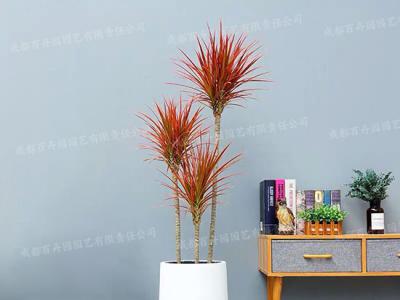  成都植物租摆-大型盆栽植物千年木