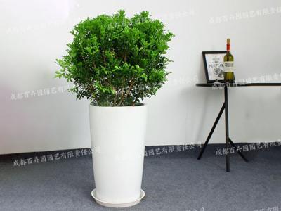  成都植物租摆-大型盆栽植物米兰