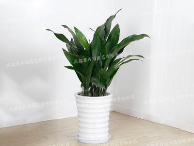 成都室内植物租赁(一叶兰) 