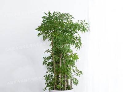 成都办公室租摆植物(福禄桐) 
