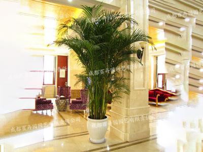 成都办公室花卉绿植租摆(散尾葵) 