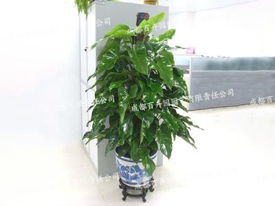 成都绿植花卉租赁(绿萝) 