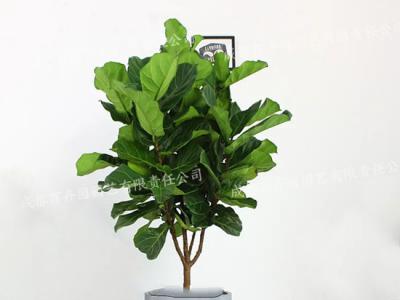  成都植物租赁-大型盆栽植物琴叶榕