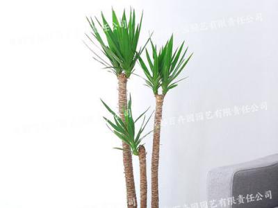  成都植物租摆-大型盆栽荷兰铁