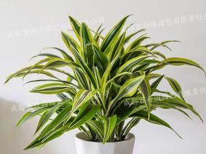  成都绿植租摆-小型盆栽绿植巴西美人